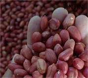 Großhandel 100 % natürliche und qualitativ hochwertige chinesische Erdnusskerne mit roter Haut